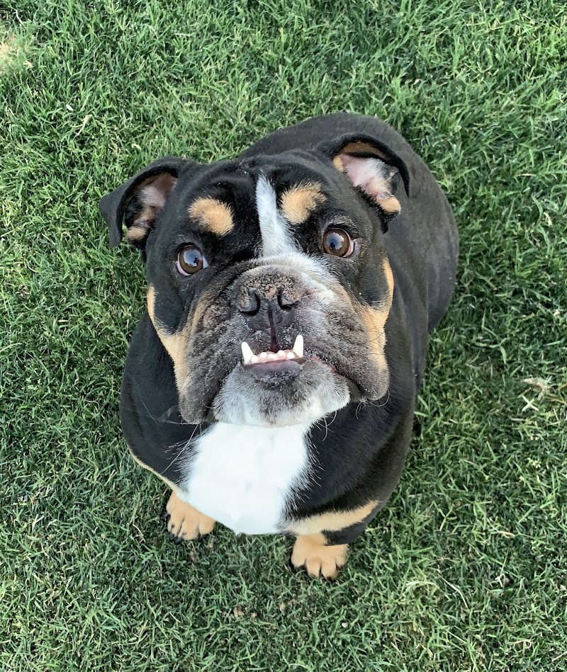 H & H Pet Services LLC photo 3
