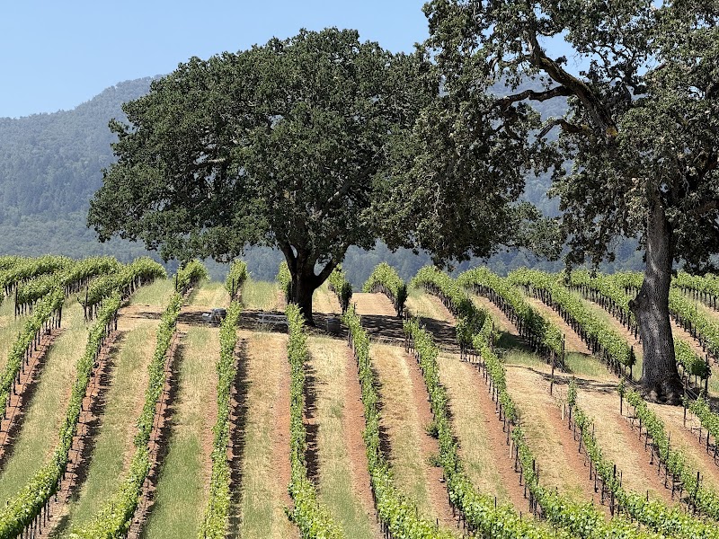 Sonoma Valley Wine Trolley photo 3