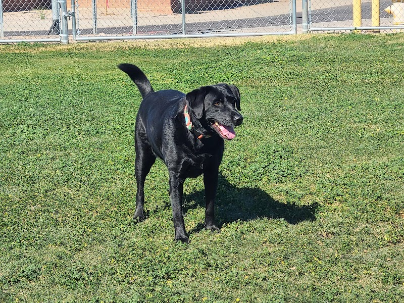 Florence Dog Park photo 3
