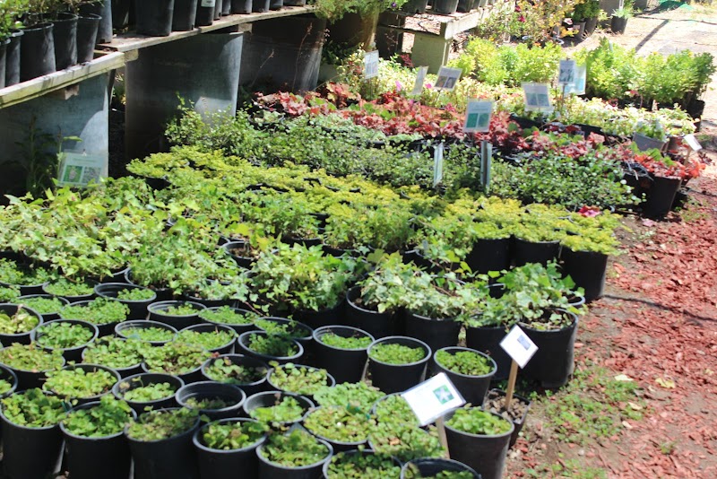 Hidden Garden Nursery, Petaluma photo 4
