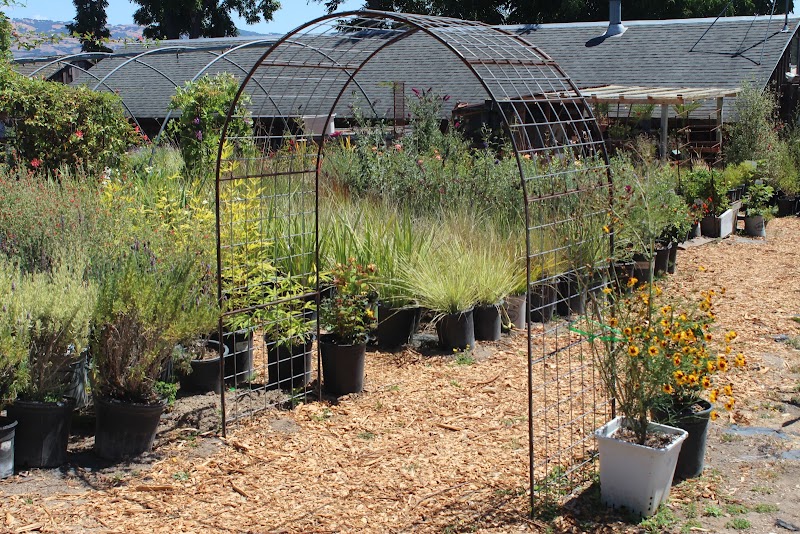 Hidden Garden Nursery, Petaluma photo 3