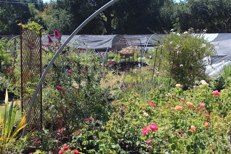 Hidden Garden Nursery, Petaluma photo 5