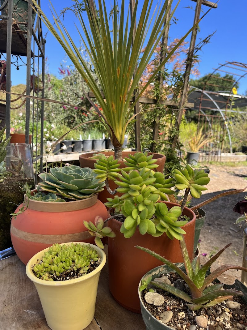 Hidden Garden Nursery, Petaluma photo 2