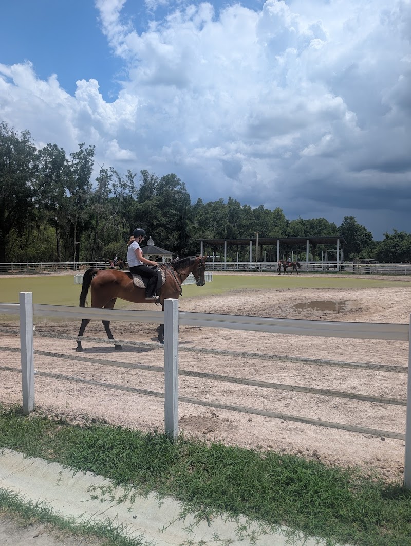 Suncoast Stables & Riding Academy photo 5
