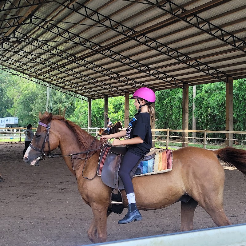 Suncoast Stables & Riding Academy photo 3