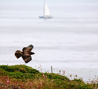 Coastside Land Trust photo 3