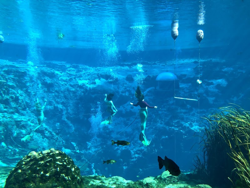 Weeki Wachee Springs State Park photo 3