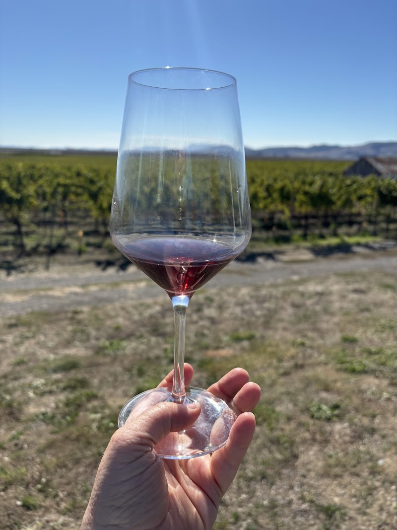 Ricci Vineyards | Carneros photo 5