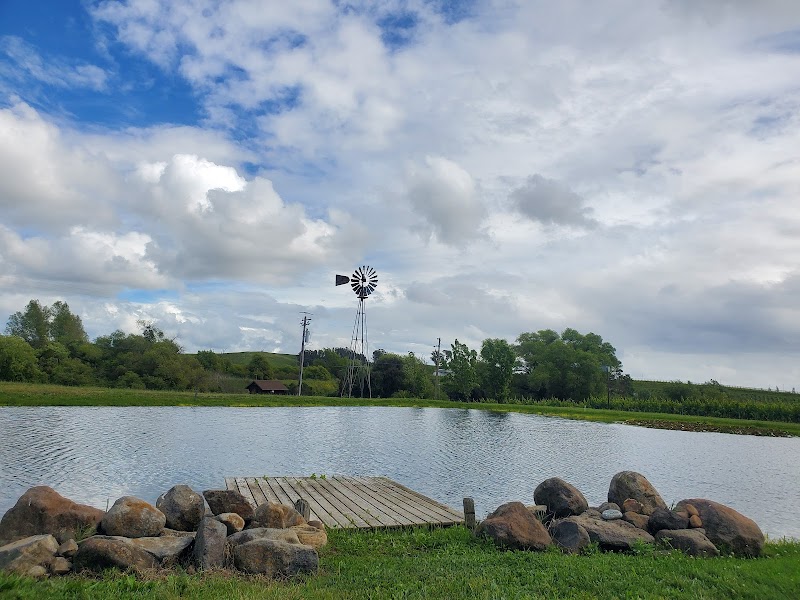 Ricci Vineyards | Carneros photo 4