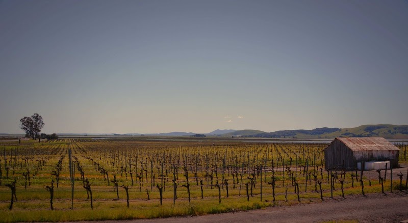 Photo of Ricci Vineyards | Carneros