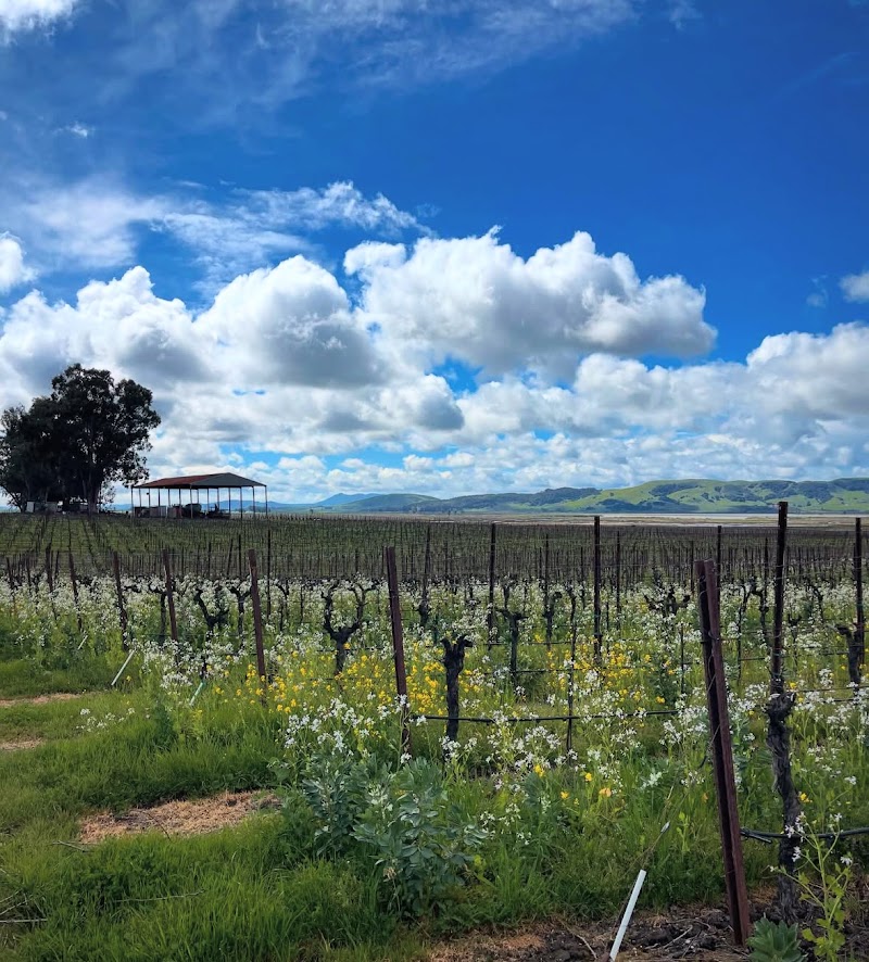 Ricci Vineyards | Carneros photo 3