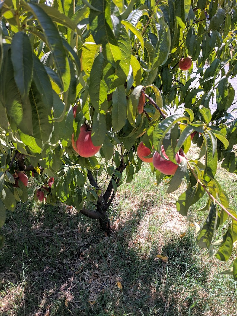 Photo of Dry Creek Peach & Produce