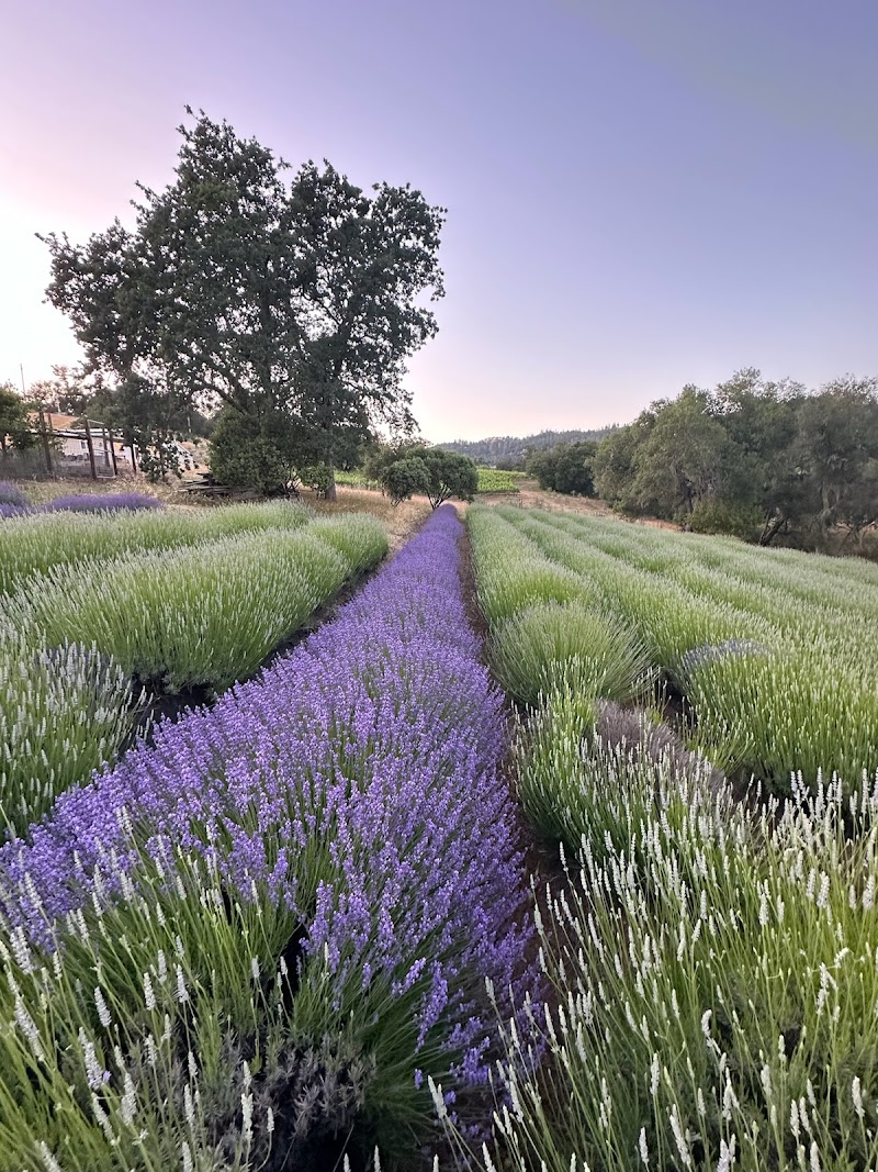 Photo of Summer Bridge Vineyards