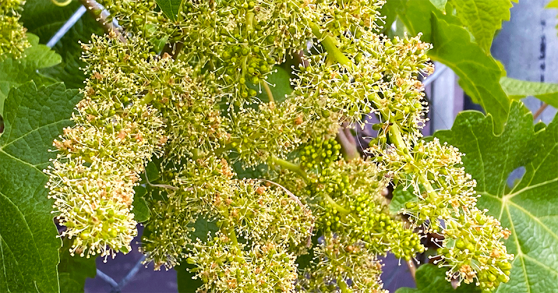 Woodside Vineyards photo 5