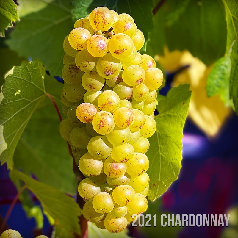 Woodside Vineyards photo 3