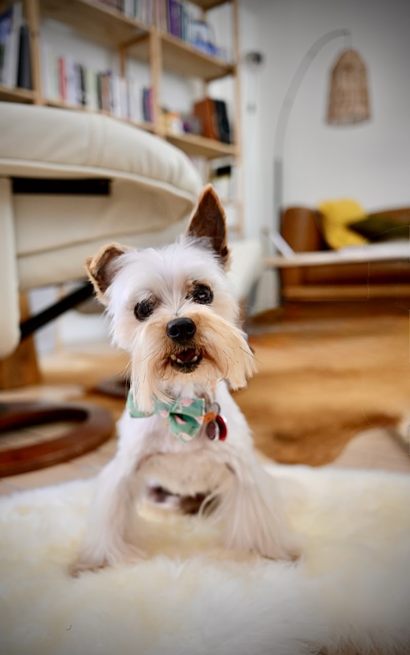 Fluffy Dog Grooming photo 3