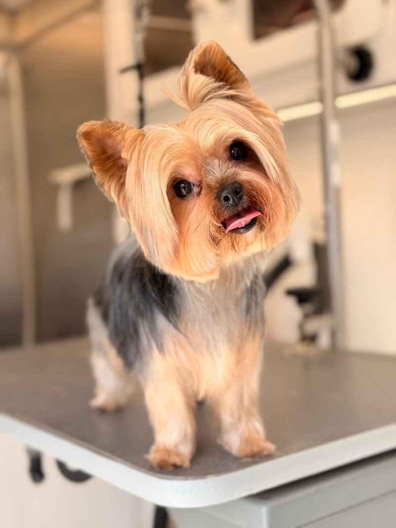 Fluffy Dog Grooming photo 5