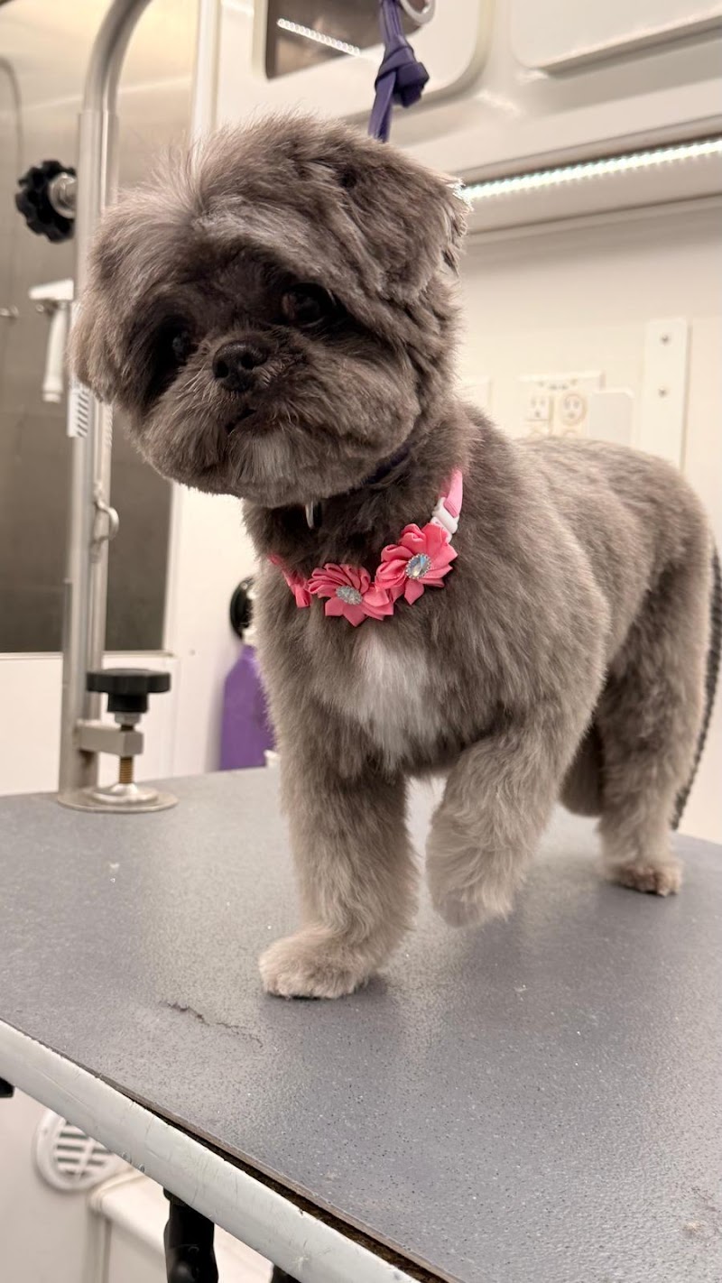 Fluffy Dog Grooming photo 4