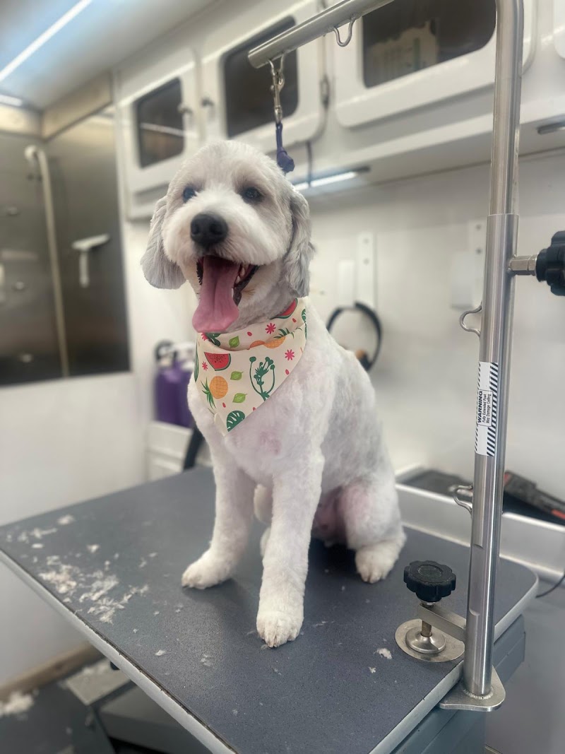 Fluffy Dog Grooming photo 2