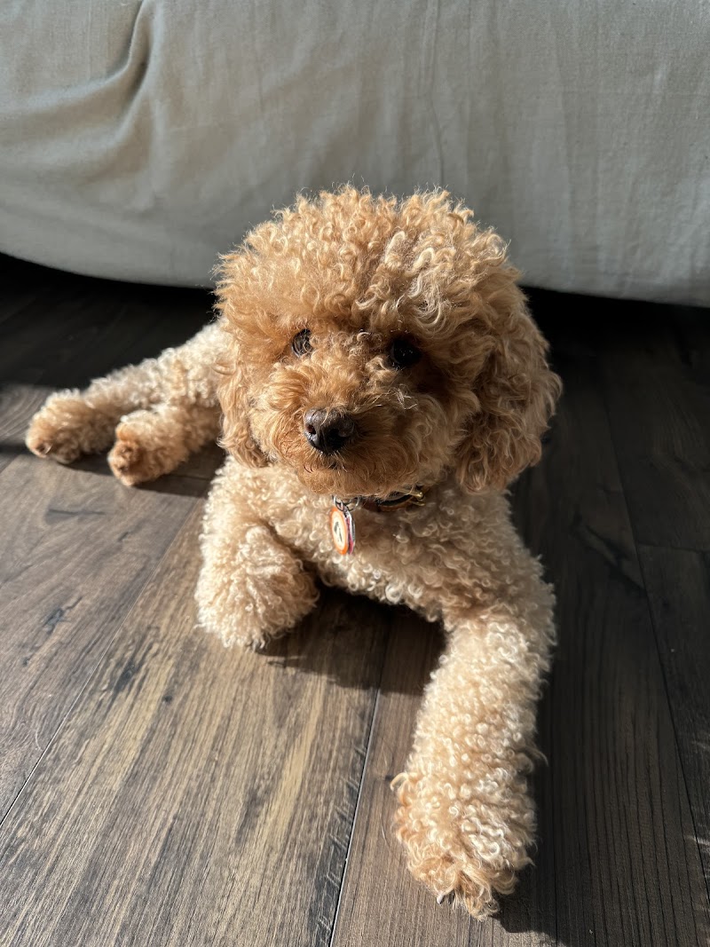 Pawsh Place | Veterinary Center & Boutique photo 4