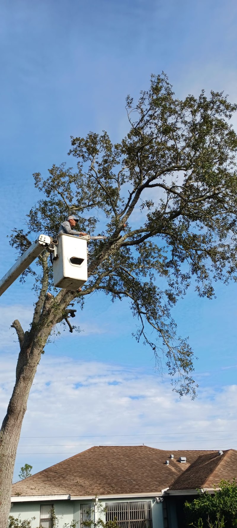 G&M Tree Services LLC photo 5