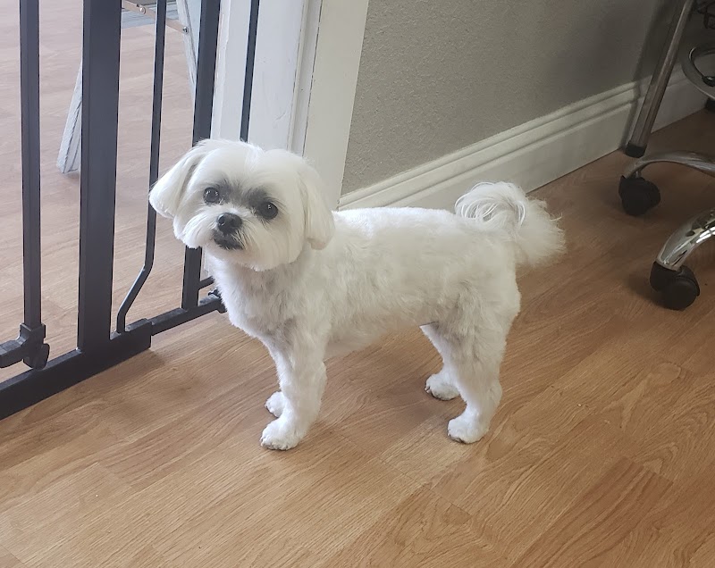 Photo of Whitney's Dog Spa