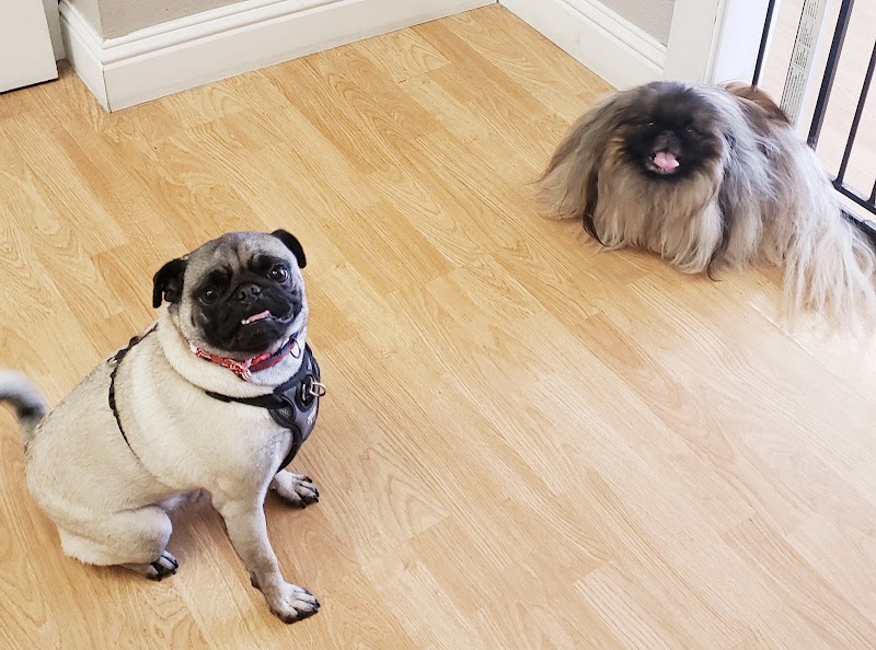 Whitney's Dog Spa photo 4