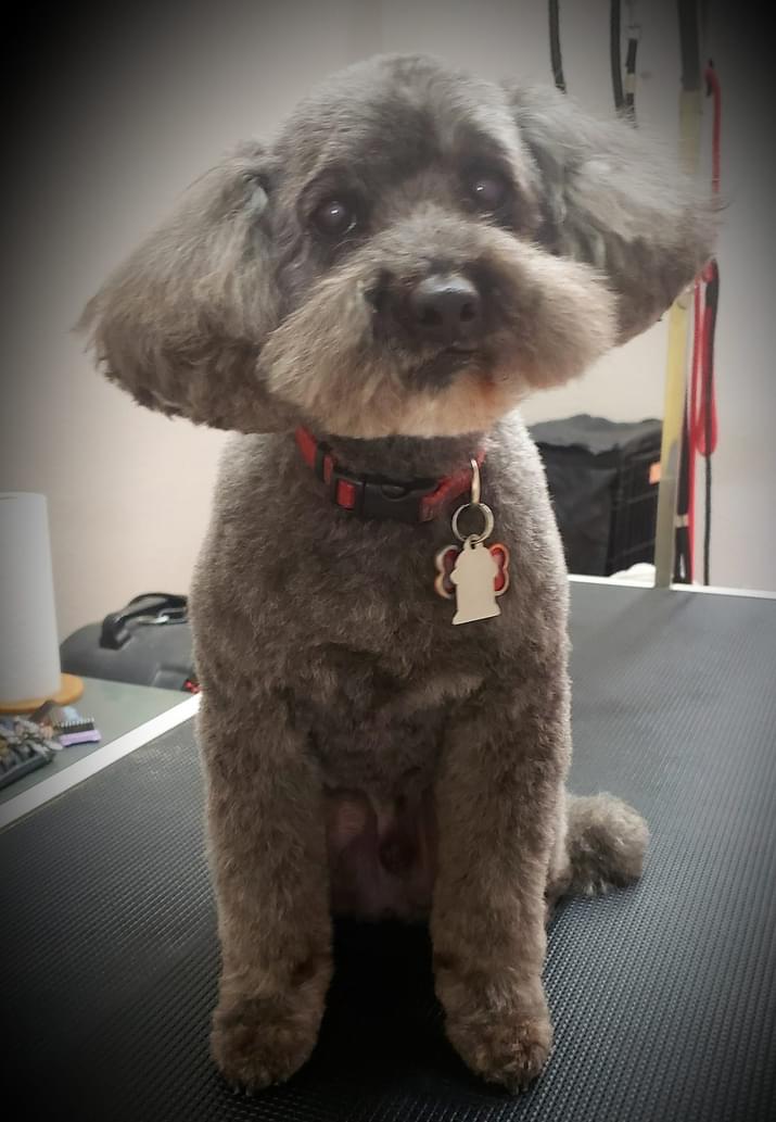 Whitney's Dog Spa photo 3