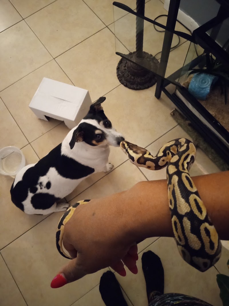Pasco County Reptiles & Exotics photo 5