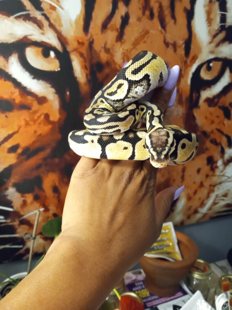 Pasco County Reptiles & Exotics photo 3
