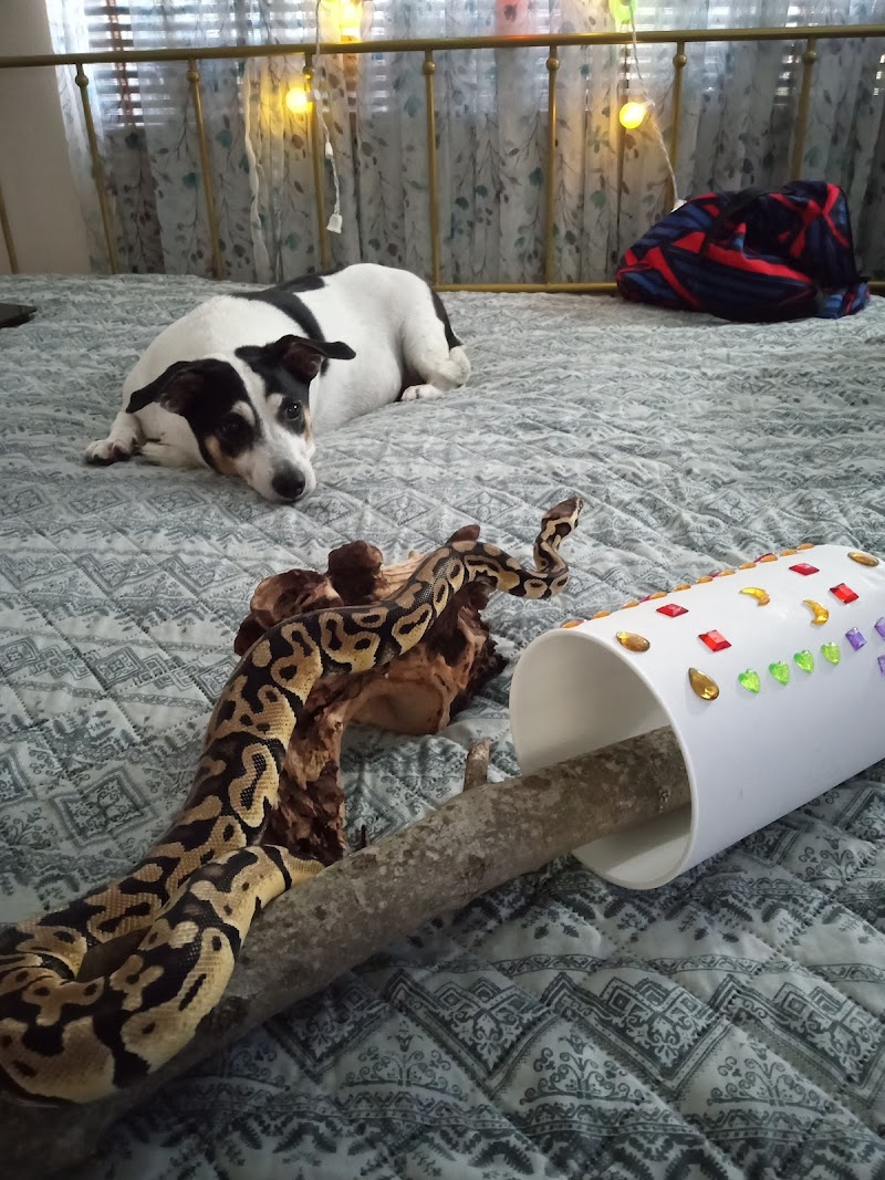 Pasco County Reptiles & Exotics photo 4