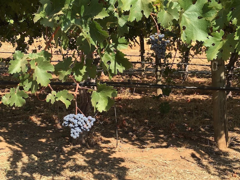 Suisun Creek Vineyards photo 4