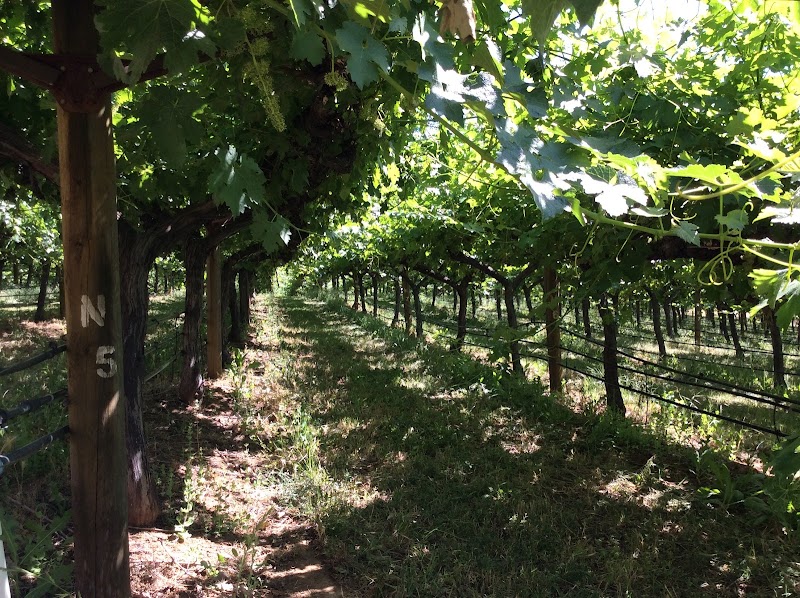 Photo of Suisun Creek Vineyards