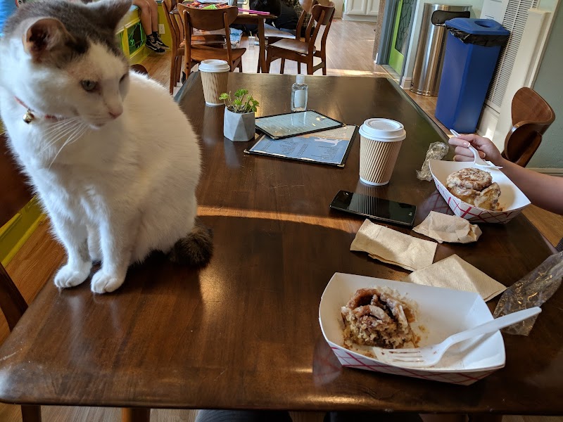 El Gato Coffeehouse photo 2
