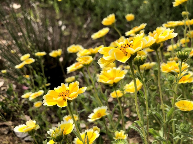 UC Davis Biological Orchard and Gardens (BOG) photo 5