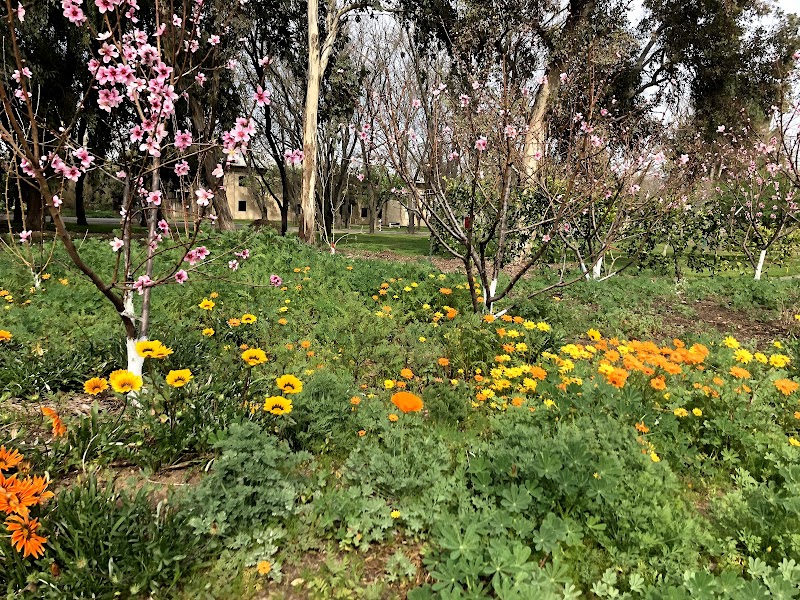 UC Davis Biological Orchard and Gardens (BOG) photo 3