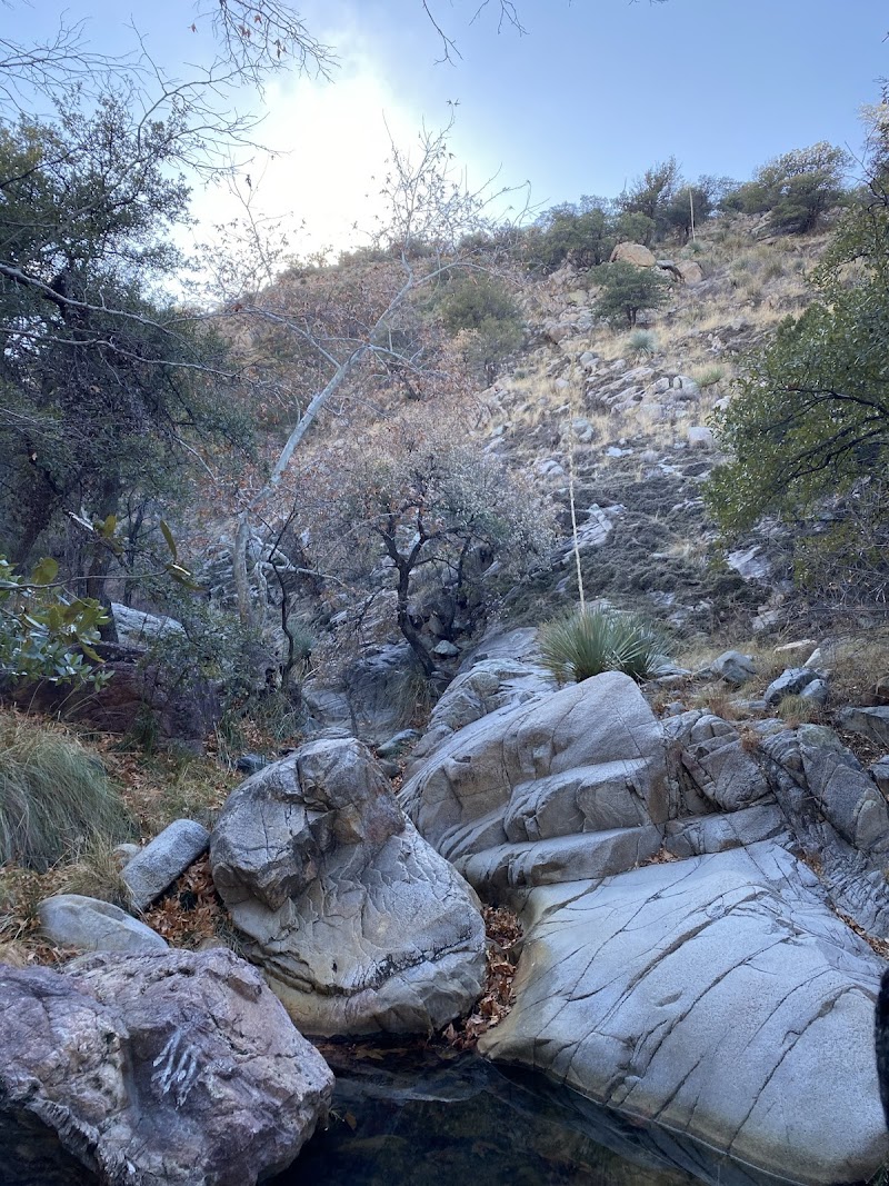 Madera Canyon Picnic Area photo 4